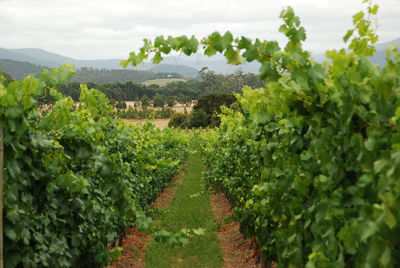 Vineyard against sky