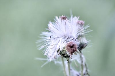 Close-up of wilted thistle flower