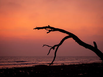 Silhouette tree by sea against sky during sunset