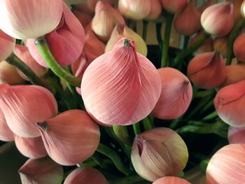 Close-up of pink tulips