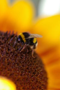 Close-up of bee pollinating on flower