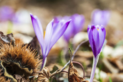 Close-up of purple crocus flowers on land