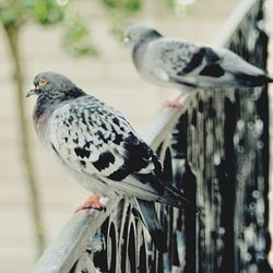 Close-up of bird perching outdoors