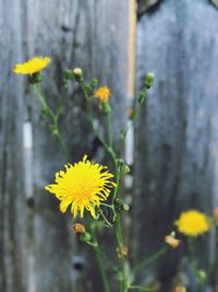 Close-up of yellow flowers