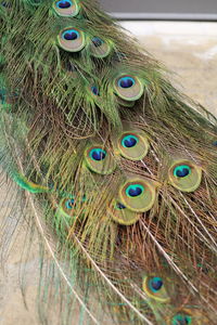 peacock