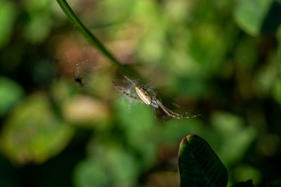 Close-up of insect on spider web