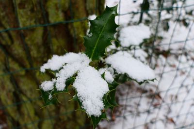 Close-up of snow on tree