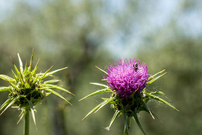Thistle in bloom with insect in a meadow