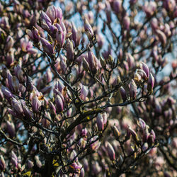 Magnolia tree