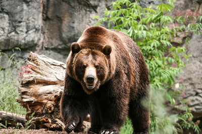 Portrait of grizzly bear in forest 