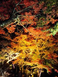 Full frame shot of illuminated trees against the sky