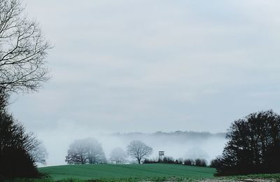 Trees on field against sky