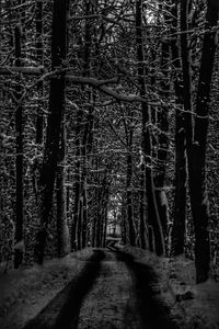 Walkway amidst trees in forest