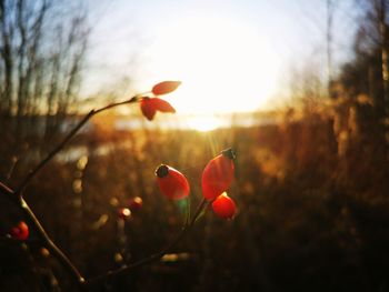 Close-up of red flowering plant on field against sky