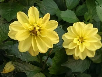 Close-up of yellow flower