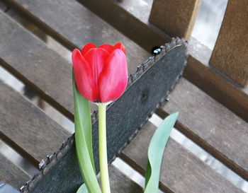 Close-up of flower on table