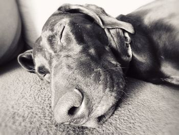 Close-up of dog sleeping