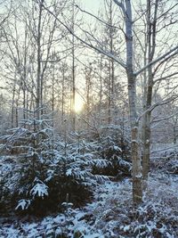 Bare trees in forest during winter