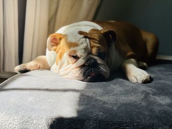 Close-up of a dog resting on bed at home