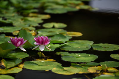An image of a water lily flower that blooms quietly.