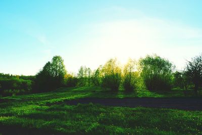 Trees on field against sky