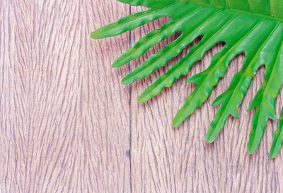 High angle view of green leaves on table