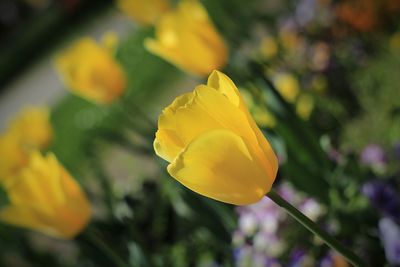 Close-up of yellow tulip