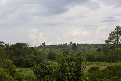 Panoramic view of trees and plants against sky