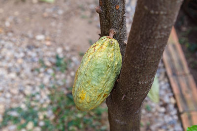 Close-up of fruits growing on tree trunk