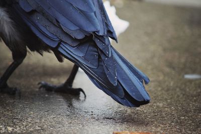 Close-up of low section of bird