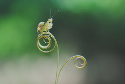 Praying mantis on the leaf