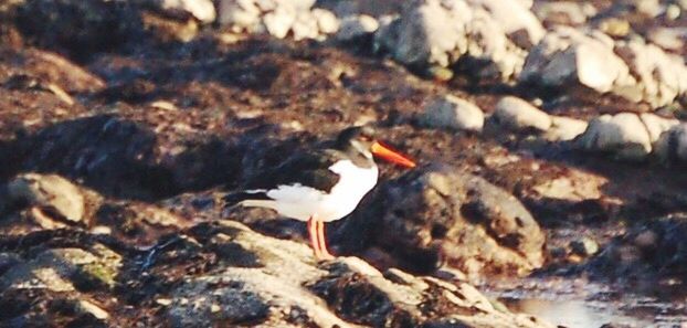 animal themes, one animal, animals in the wild, wildlife, bird, nature, rock - object, full length, close-up, high angle view, selective focus, outdoors, focus on foreground, beach, side view, sunlight, day, zoology, sand, no people