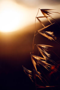 Close-up of cropped sun