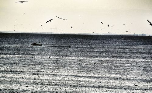 Flock of birds flying over sea