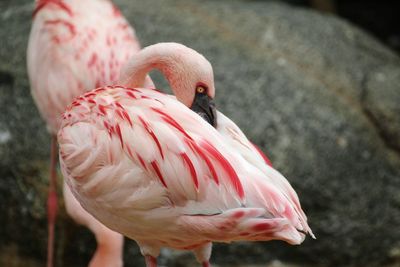 Close-up of bird