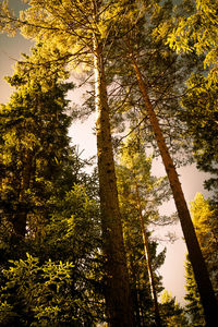 Low angle view of trees