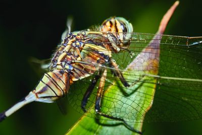 Close-up of insect on leaf against blurred background