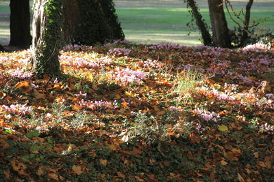 Image of flower trees on landscape