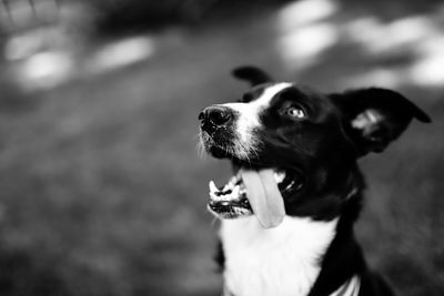 Close-up of dog looking away