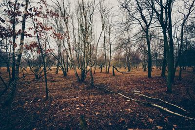 Bare trees in forest against sky