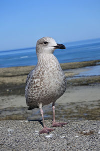 Seagull perching on a beach