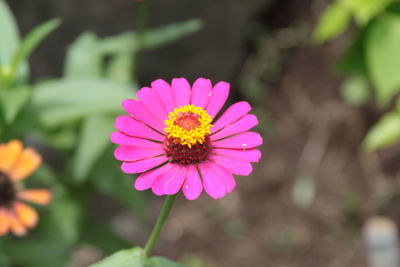 Close-up of pink flower