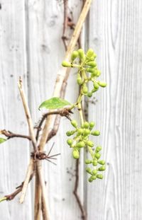 Close-up of fresh green plant