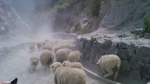 Panoramic shot of sheep on water