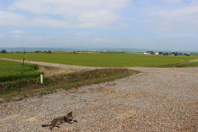 Scenic view of field against sky