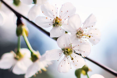 Close-up of white cherry blossoms