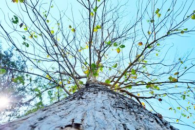 Low angle view of tree against sky