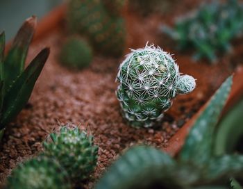 Close-up of succulent plant