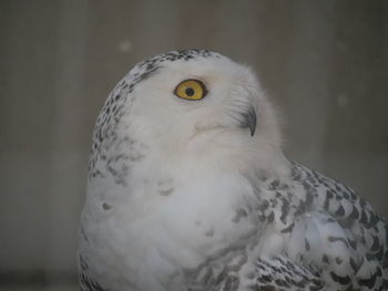 Close-up portrait of a bird