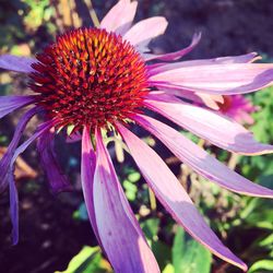 Close-up of pink flower